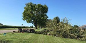 Storm Damaged Tree Removal Louisville, KY