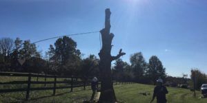 Fence Line Tree Removal Louisville, KY