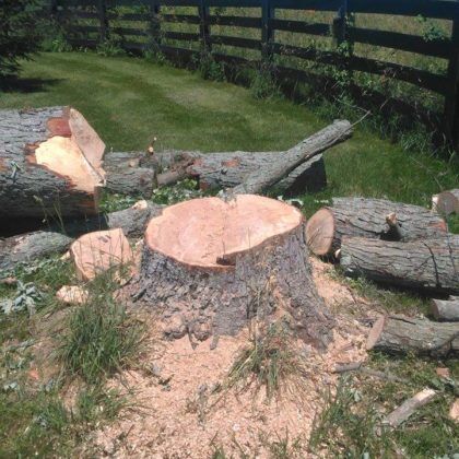 Ash Tree Removal Louisville, KY