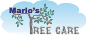tree-care-shelbyville-ky-logo300x155-e1465307288508