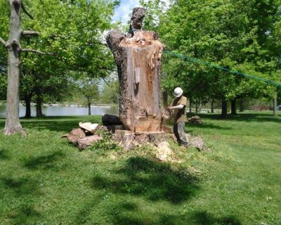 tree-removal-louisville-ky