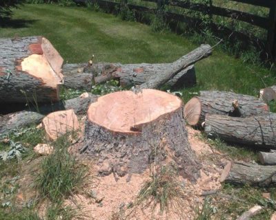 tree-removal-service-louisville-ky