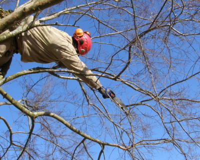tree-services-company-louisville-ky