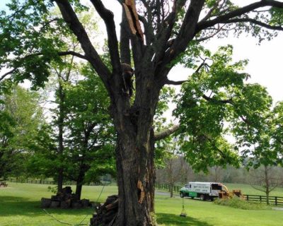 tree-services-louisville-ky