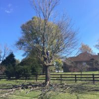 fence-line-tree-removal-louisville-ky