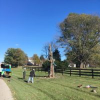 marios-tree-removal-louisville-ky