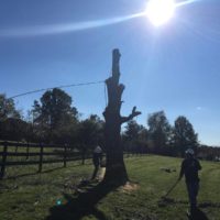 tree-removal-louisville-ky