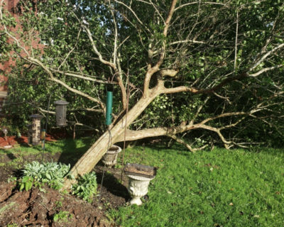 emergency-tree-removal-louisville-ky