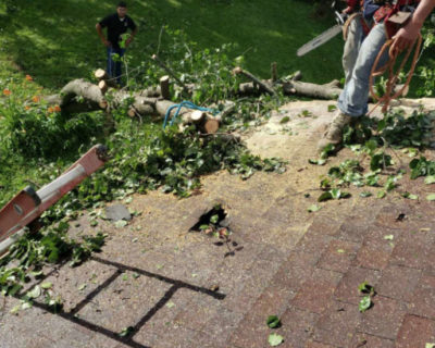 fast-emergency-tree-removal-louisville-ky